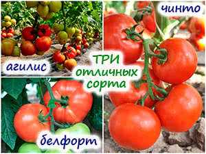 Инновационный подход к обработке семян томата