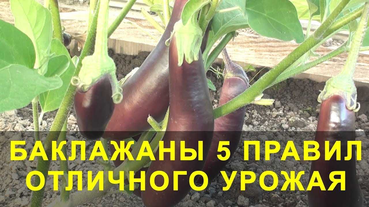 Важность формировки баклажанов для получения урожая