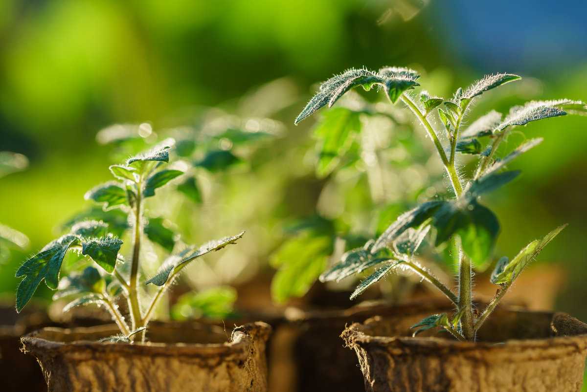 Условия для роста рассады и взрослых растений