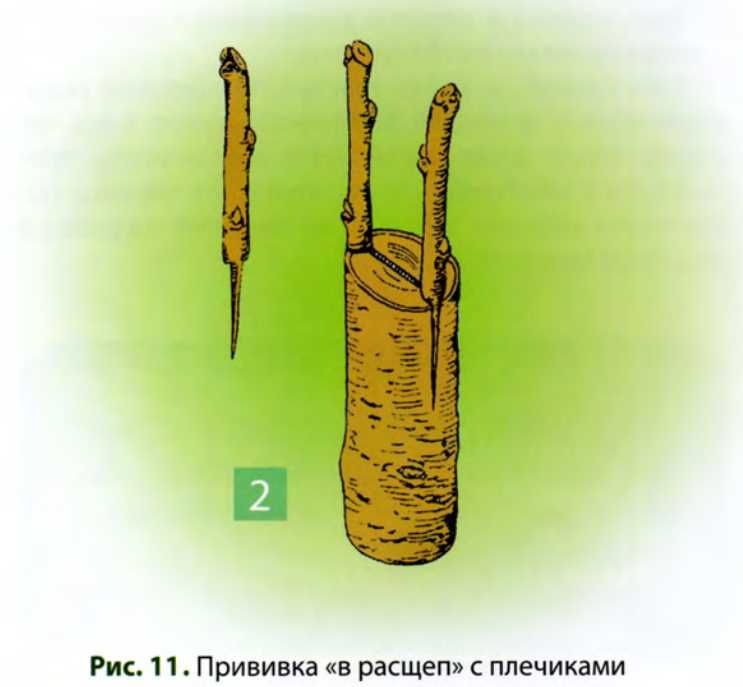 История развития прививок почкой