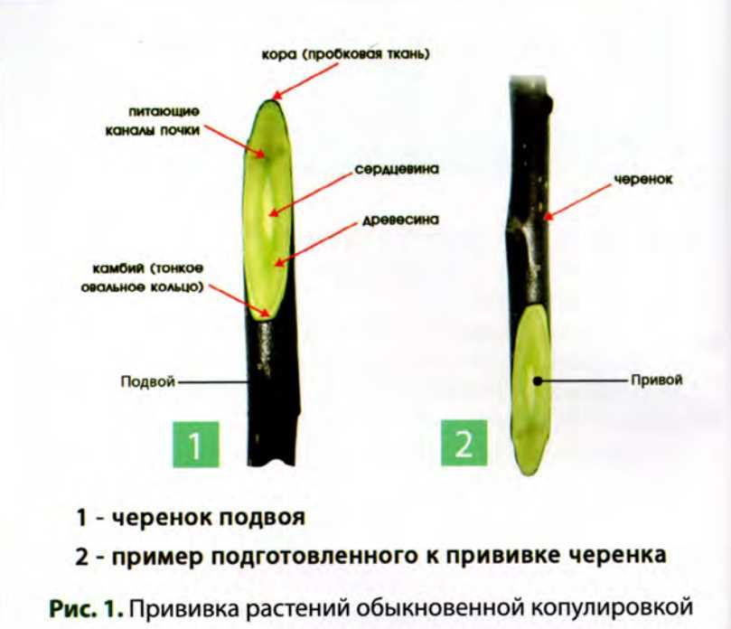 Прививка растений. Прививка подвой привой. Размножение растений прививкой. Окулировка растений. Схема прививания растения.