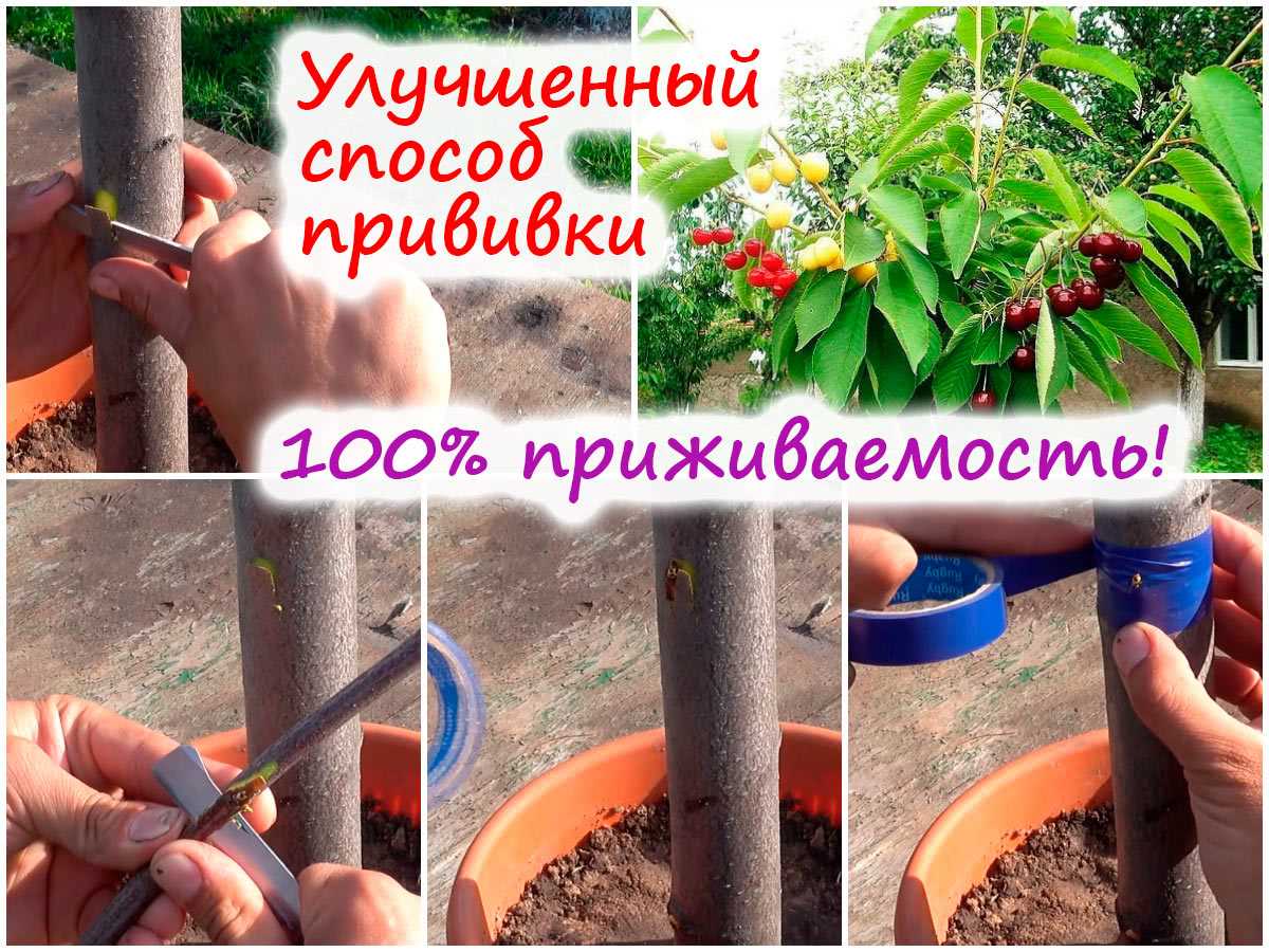 100% приживаемость