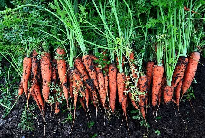Успеет ли посеянная летом морковь набрать массу к осени – результаты эксперимента на двух сортах!
