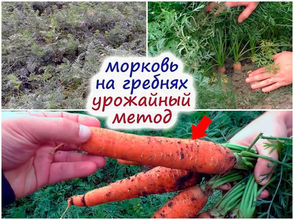 Выводы и рекомендации по выращиванию моркови летом