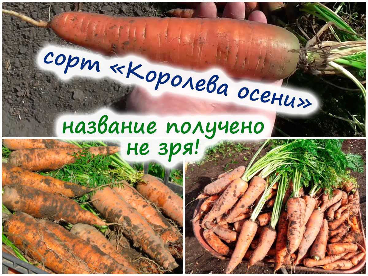 Влияние климата на рост моркови