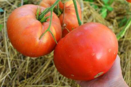 Устойчивые к болезням томаты – 11 гибридов и сортов, которые не боятся плохой погоды и хворей!