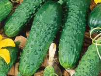 Устойчивые к засухе огурцы – 5 гибридов, которые неплохо плодоносят без поливов