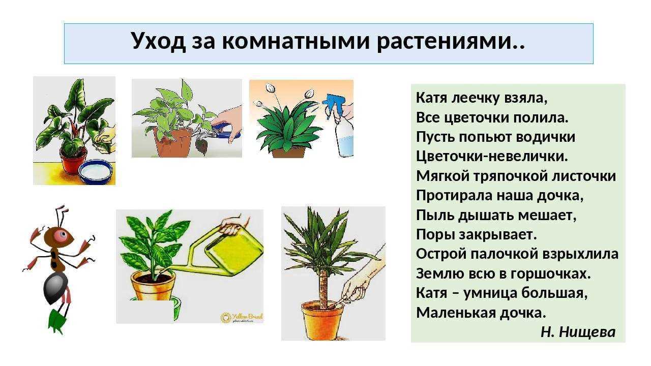 Растения,
