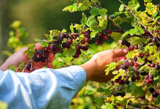 Полив крыжовника