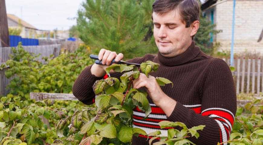 Обрезка и прищипывание