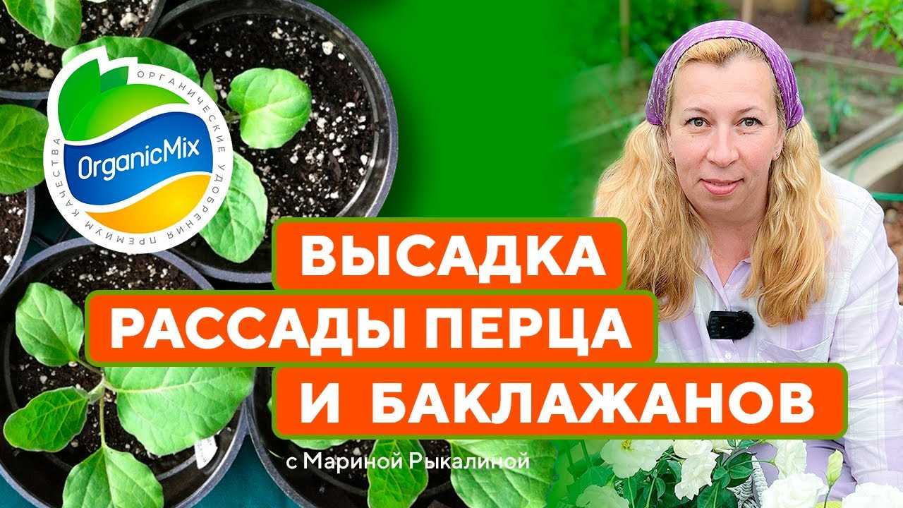 Посев баклажанов: правила и рекомендации