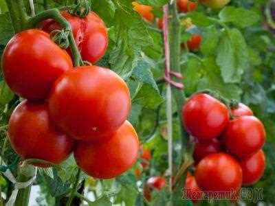 Важная внекорневая подкормка томатов микроэлементами: с ними урожай будет обильнее!