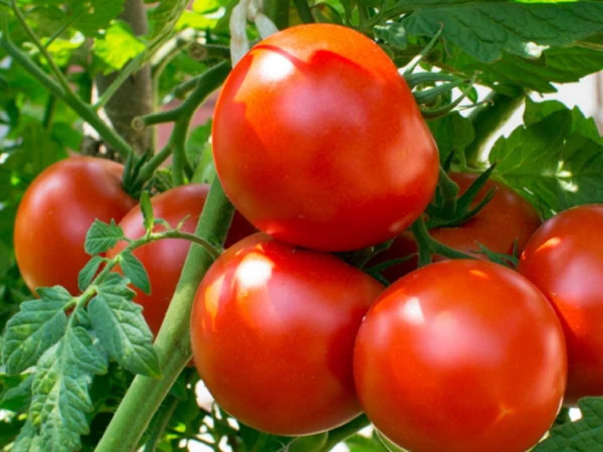 Важность фосфора для формирования плодов томатов