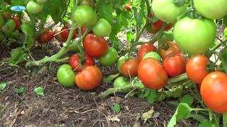 Роль марганца в образовании хлорофилла у томатов