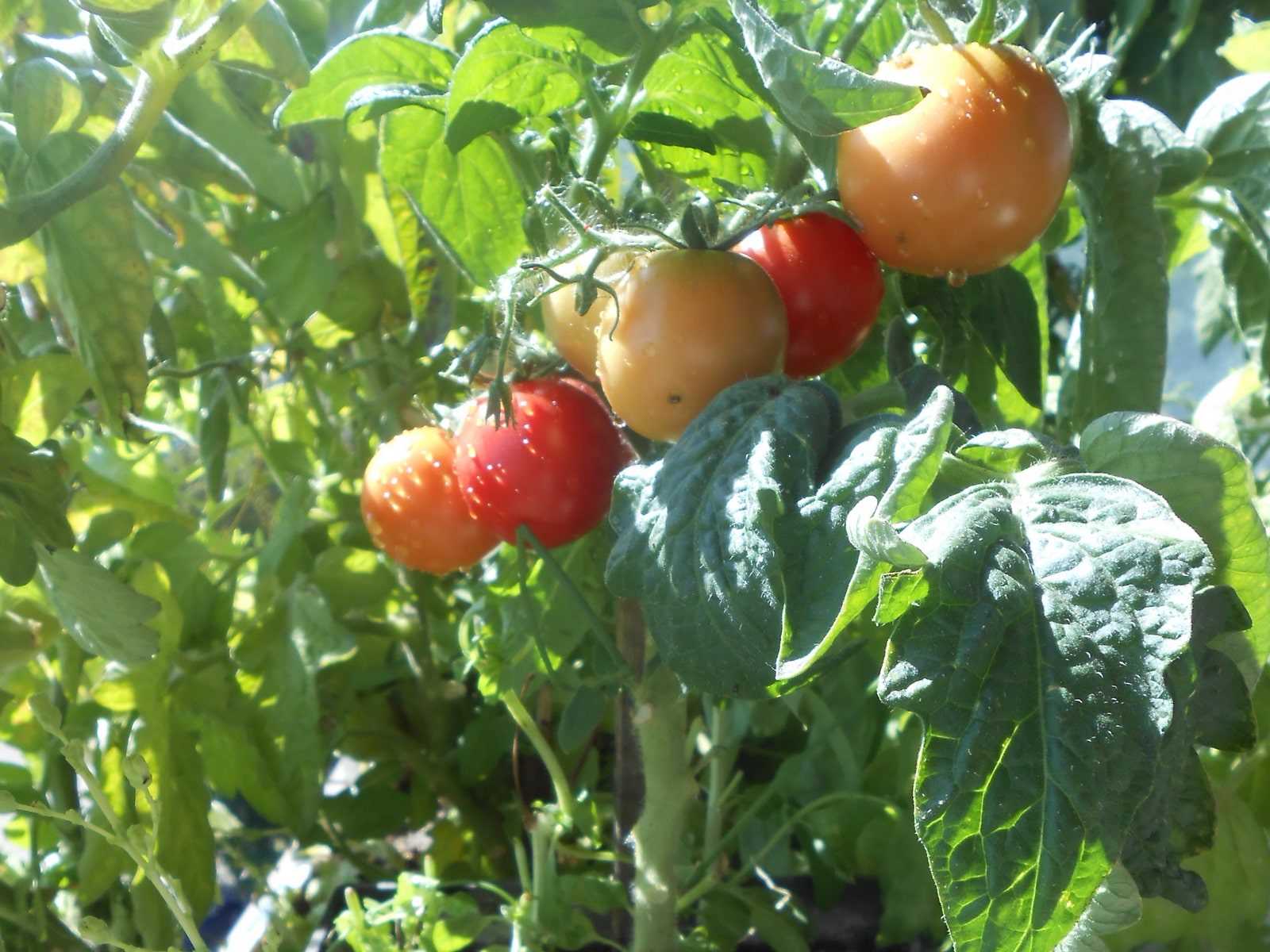 Как микроэлементы влияют на урожайность томатов