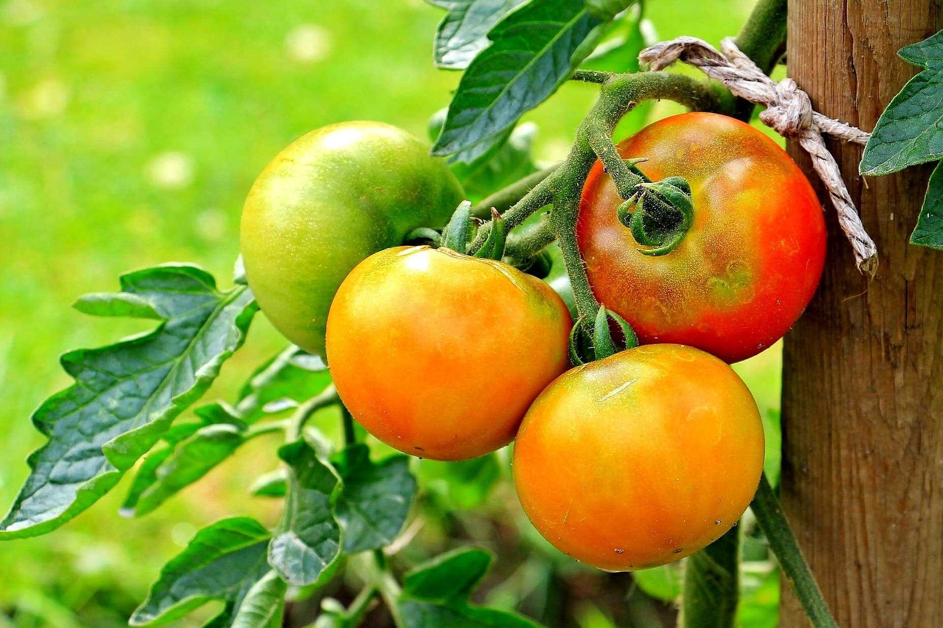 Причины проблем с рассадой томатов: