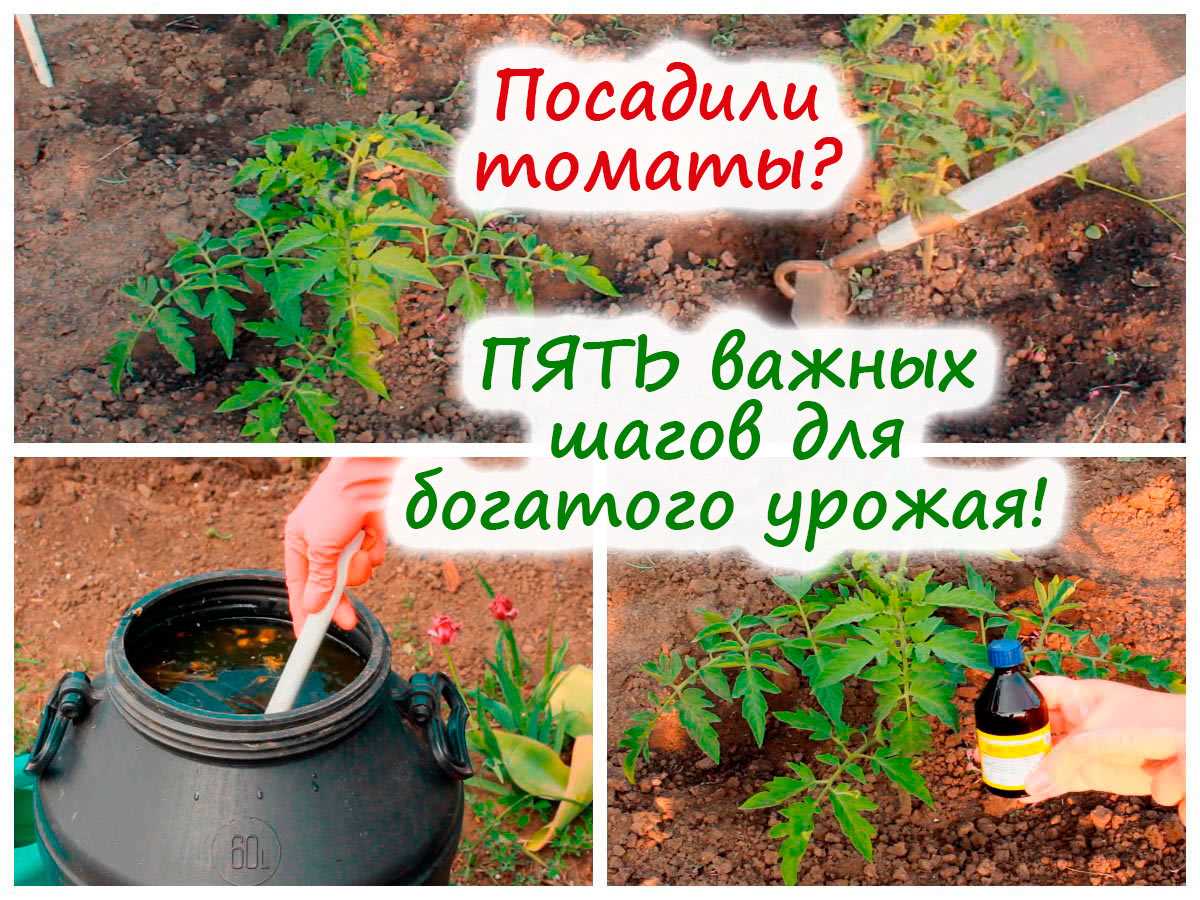 Как укрепить рассаду томатов перед пересадкой в открытый грунт: