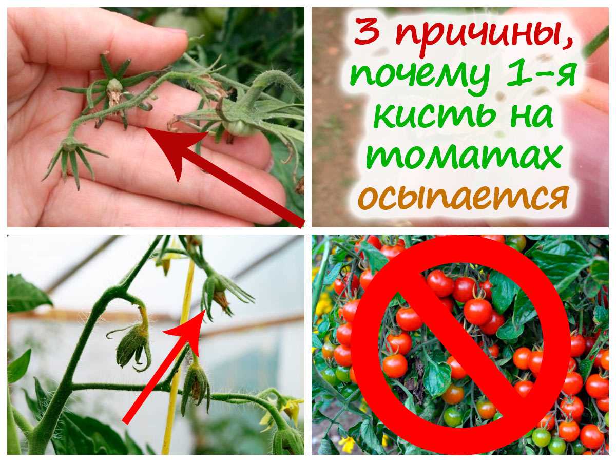 Вершкование рассады томатов: причины и решение проблемы