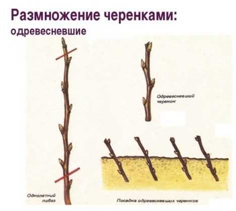 Обрезка отводков