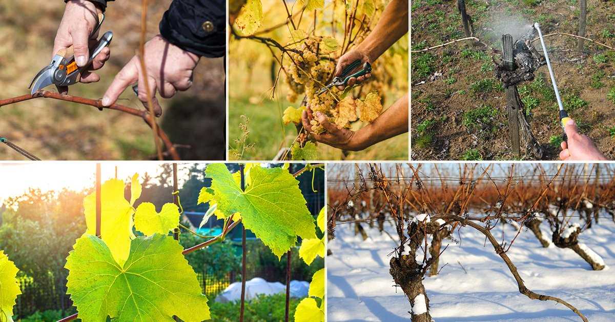 Весенний уход за виноградом: подвязывание лозы, пасынкование, подкормка по листу