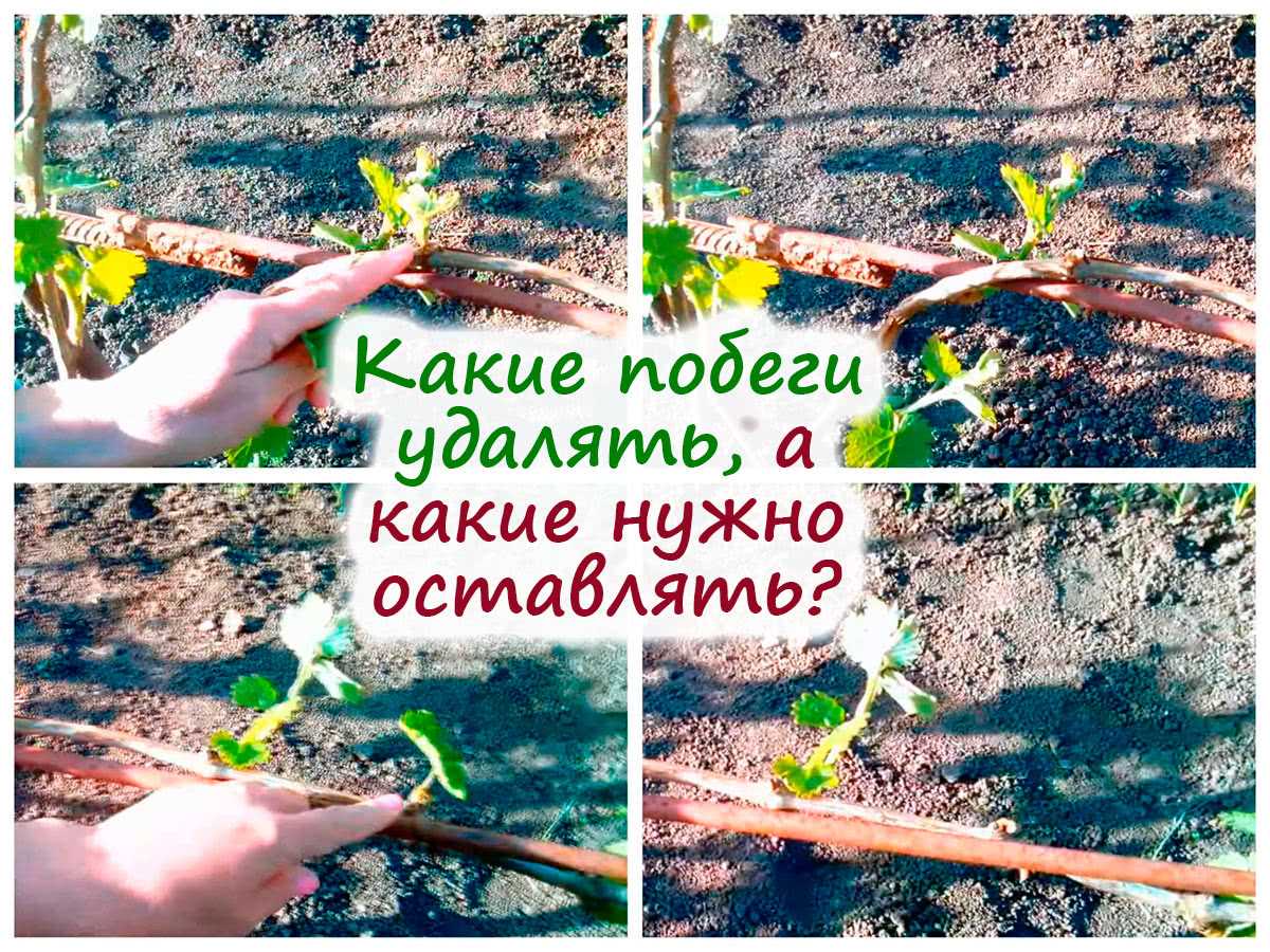 Перегущение виноградного куста