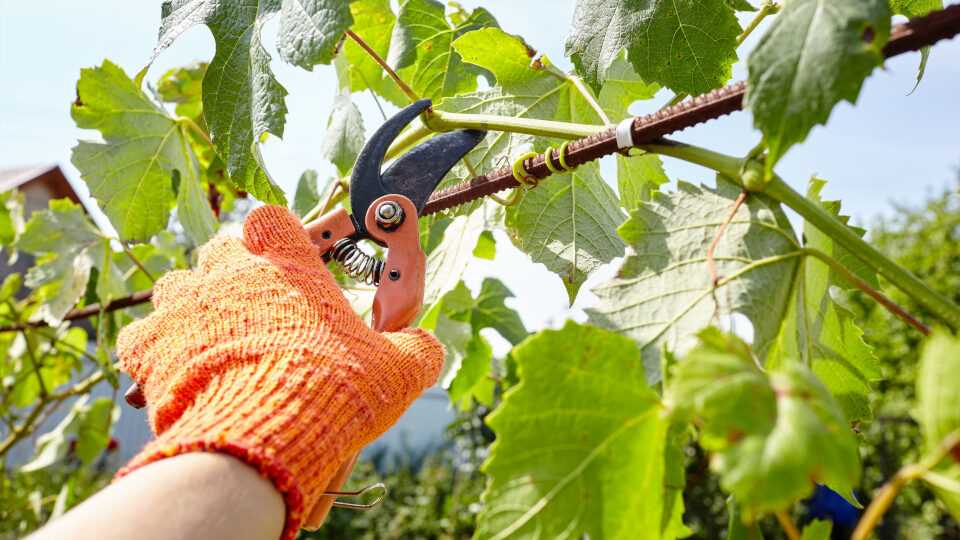 Весенняя нормировка виноградного куста: методы и преимущества