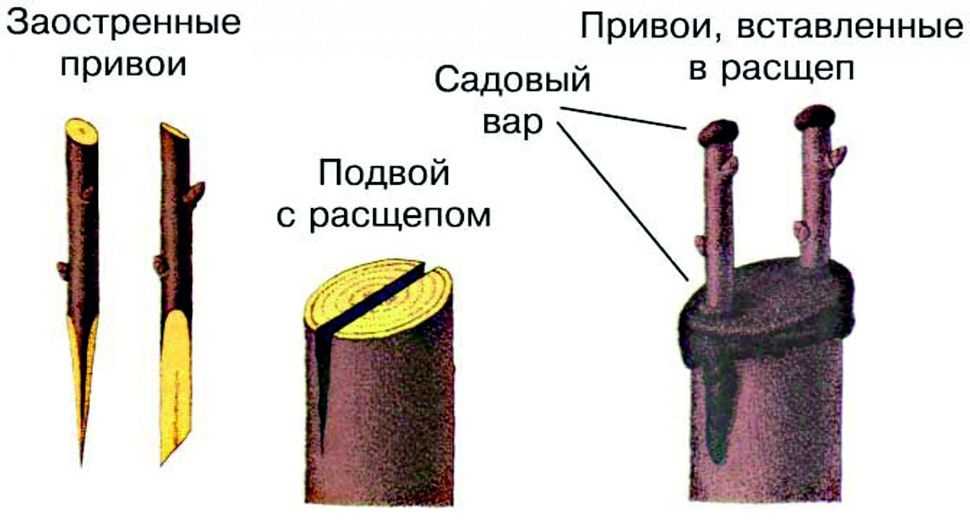 1. Плодовые деревья