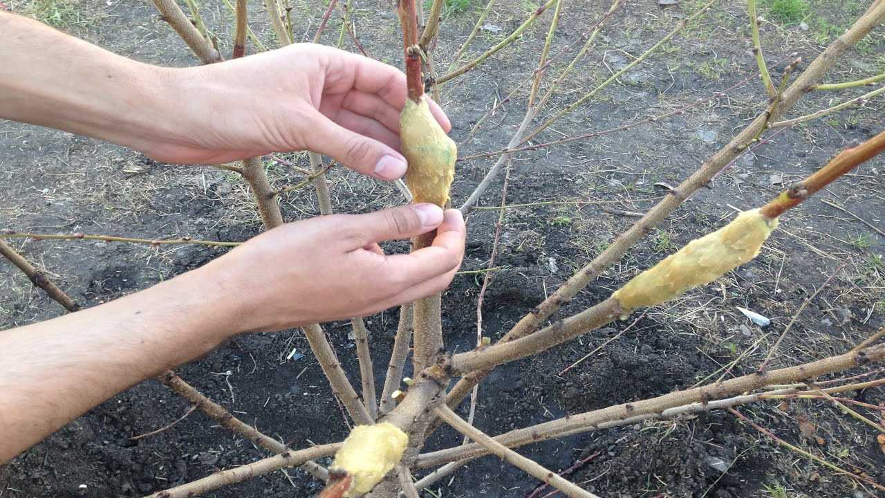 Закрепление и защита прививки