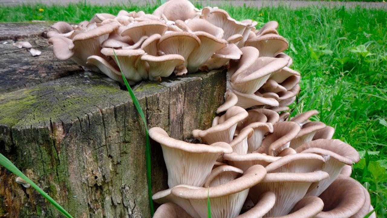 Выращивание вешенки из кусочков грибов