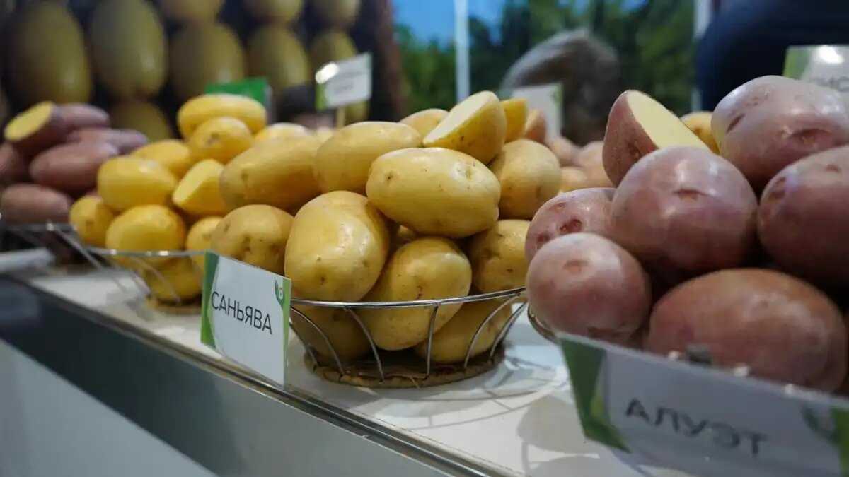 Выбираем сорта картофеля – неплохие варианты зарубежных и отечественных селекций