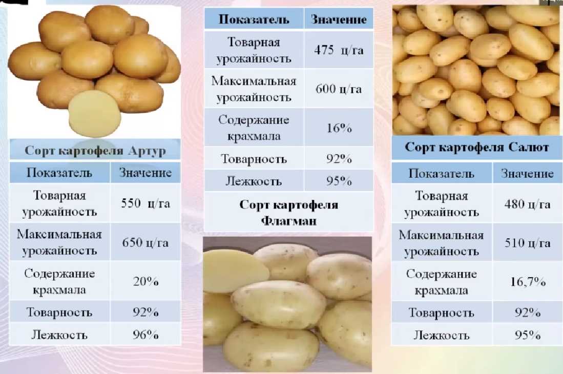 Преимущества отечественных селекций картофеля