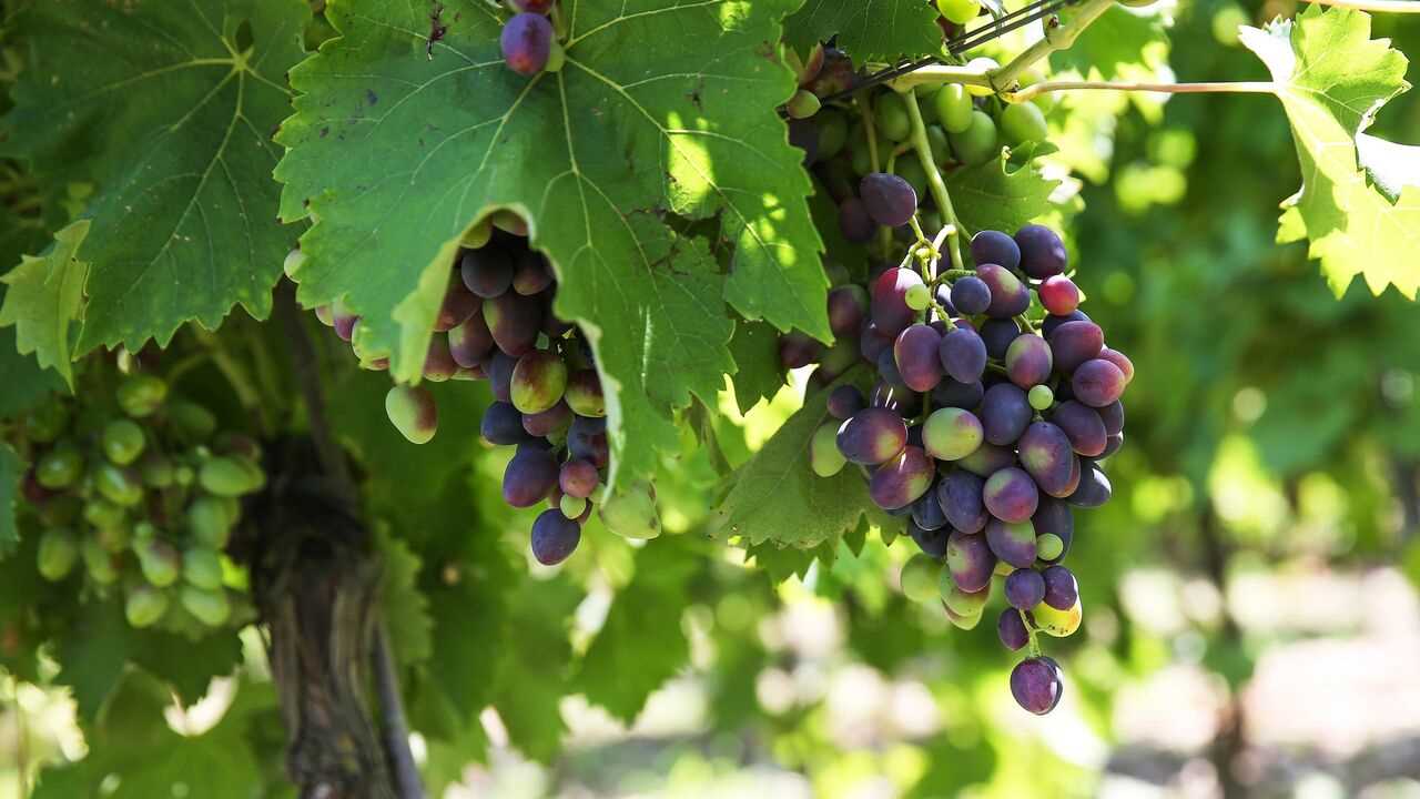 Виноград: формировка новых рукавов – что нужно знать
