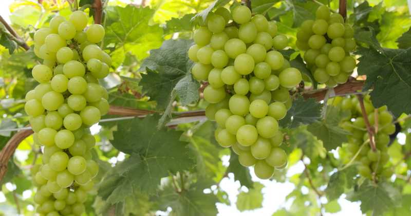 Как выбрать подходящее место для рукавов винограда?