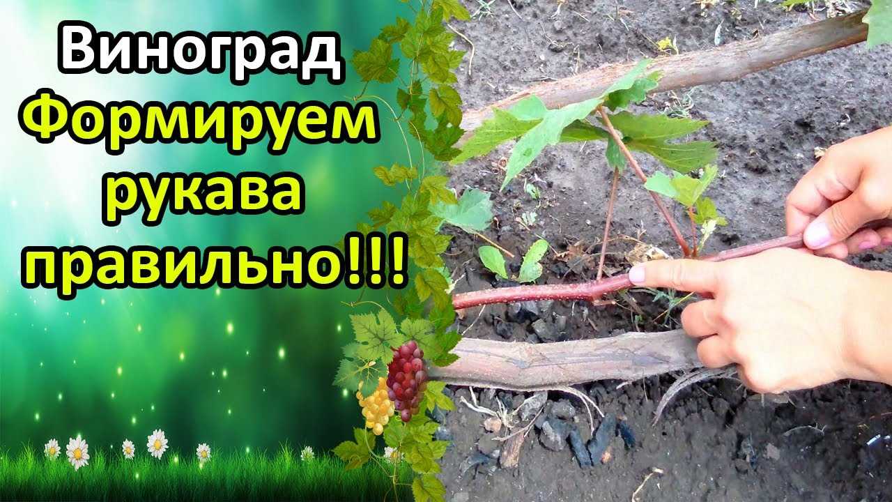 Как ухаживать за формирующимися рукавами винограда?