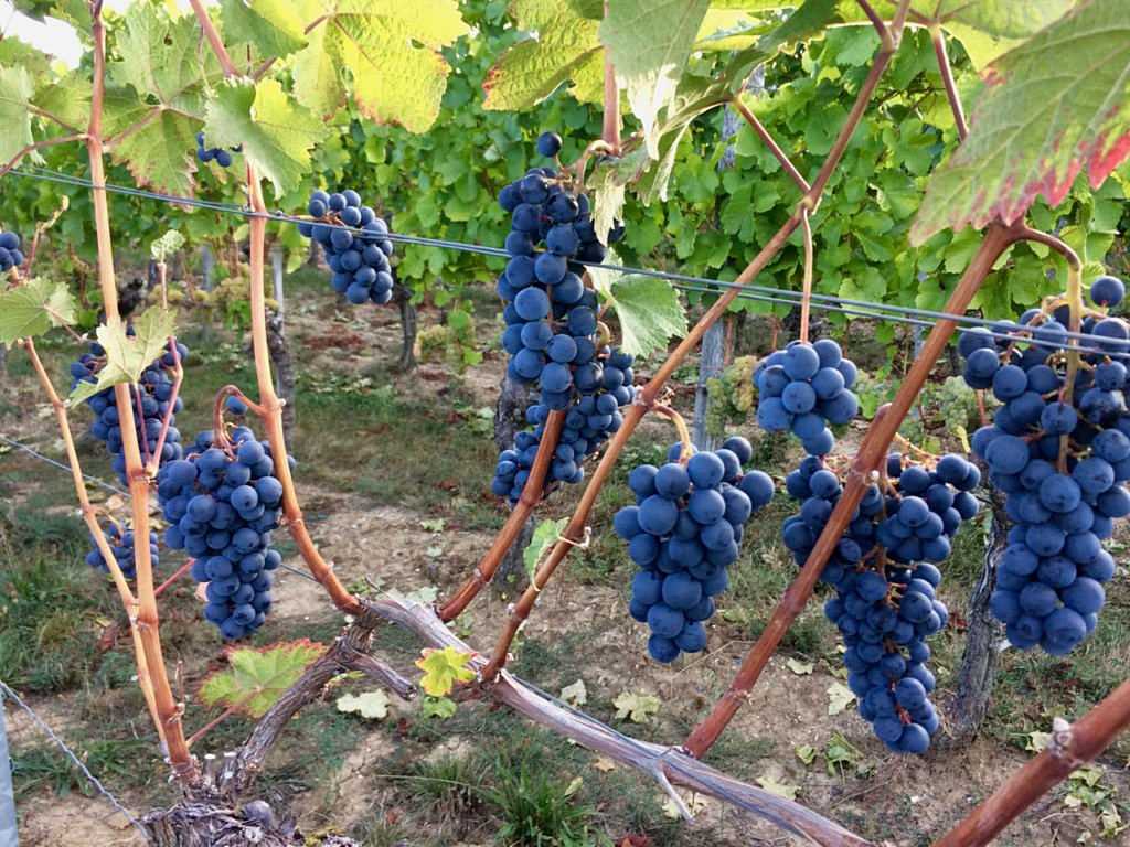 Как предотвратить заболевания виноградника при формировке?