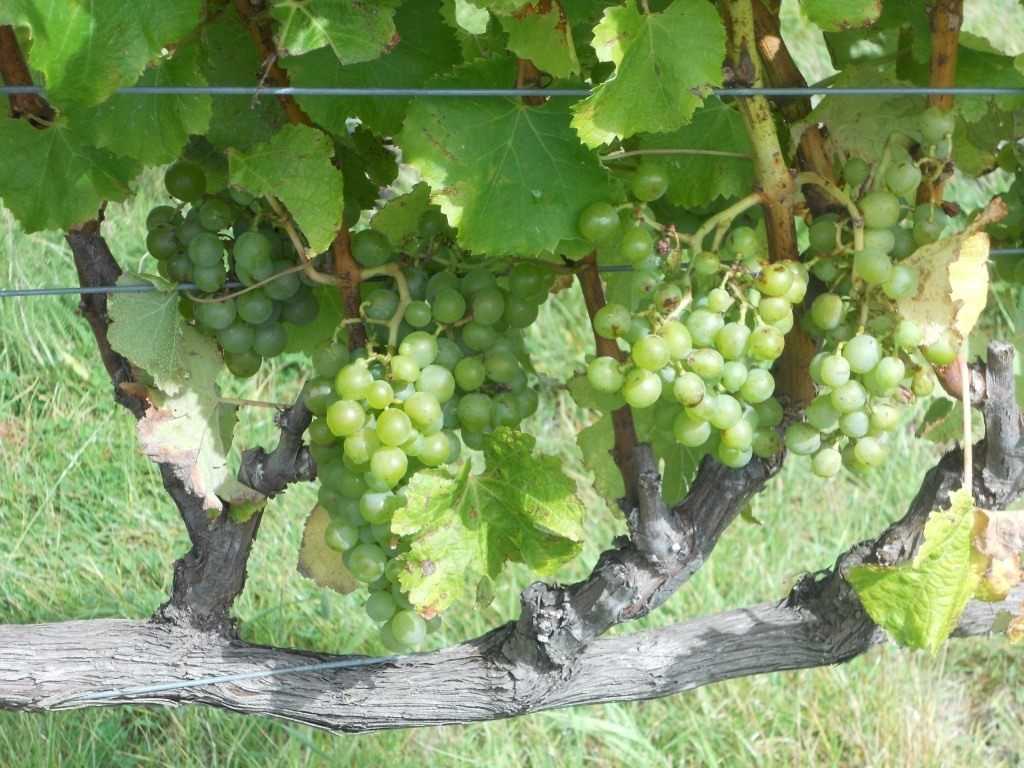 Какие сорта винограда подходят для формирования новых рукавов?