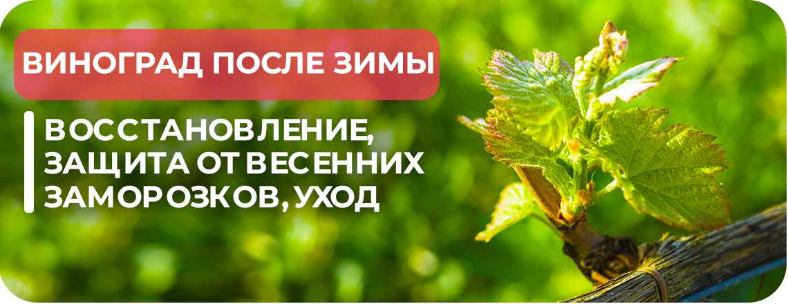 Защита винограда от заморозков весной. Как защитить виноград от весенних заморозков. Как помочь винограду после весенних заморозков в мае.