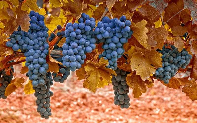 Почему важна обрезка винограда осенью