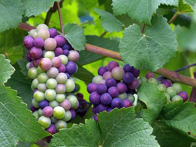 Как обрезать виноград осенью: основные правила