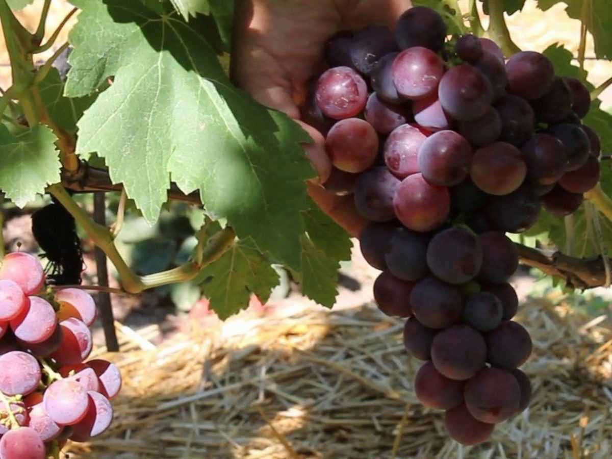 Виноград Велес – ранний урожайный сорт: характеристика и советы по уходу