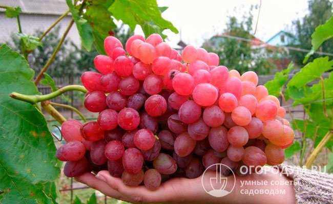 Характеристики винограда Велес