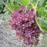 Использование винограда Велес
