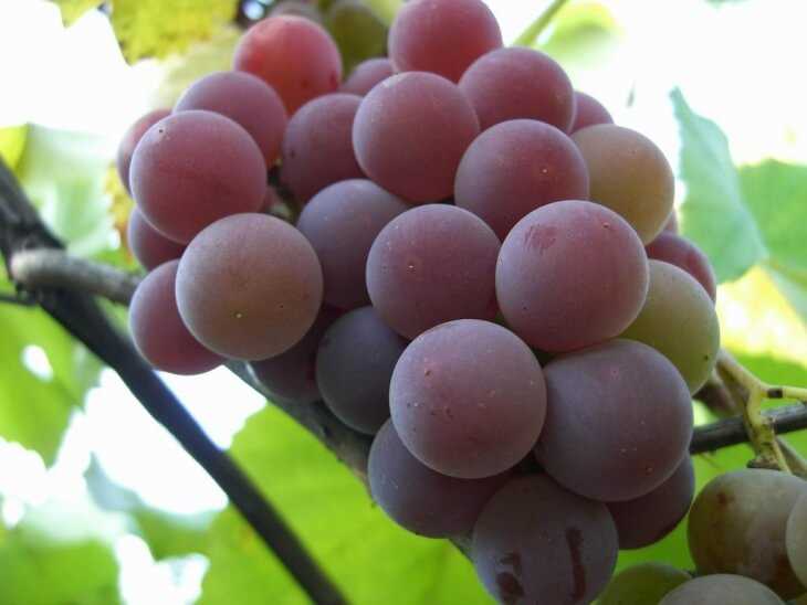 Виноград: выращивание в саду, виды и сорта