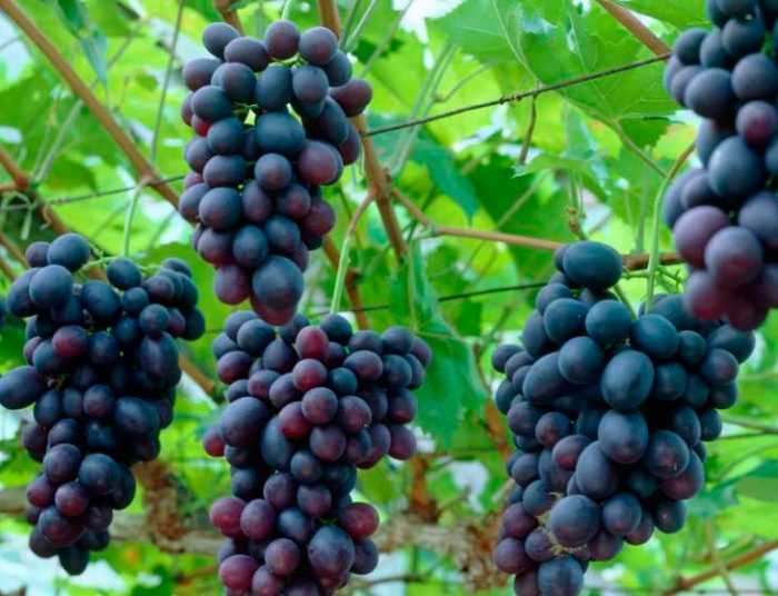 Популярные виды винограда для сада