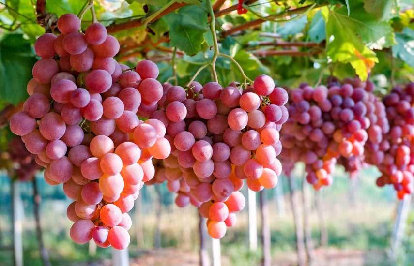 Особенности сортов красного винограда