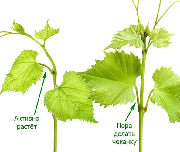 Причины перерастания винограда