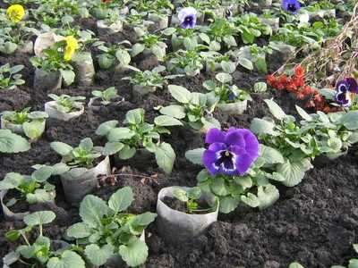 Виола: выращивание из семян, виды и сорта