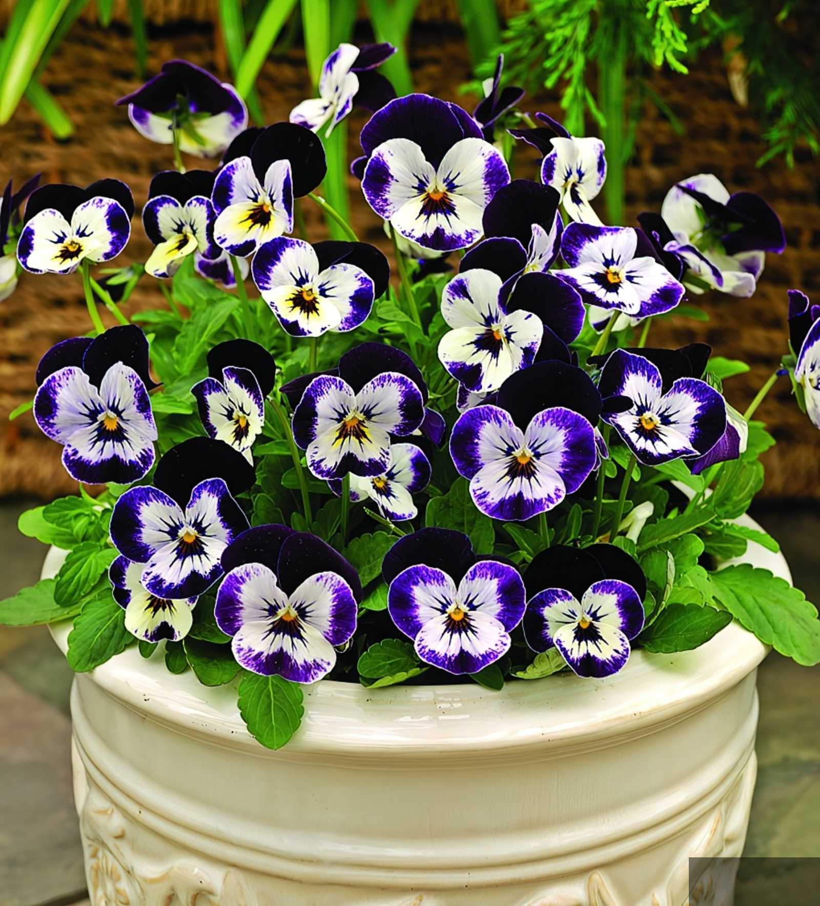 Фиалки в открытом грунте. Виола рогатая пенни. Виола рогатая (Viola cornuta) "Penny f1" (Purple Picotee). Виола рогатая квиктайм. Виола рогатая cornuta.