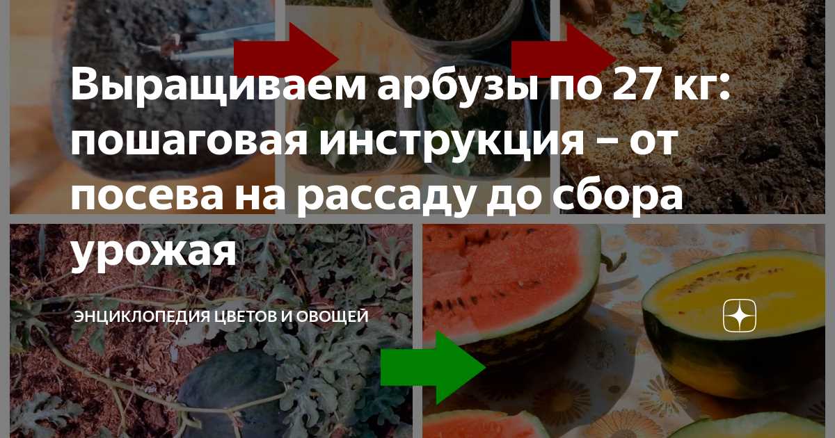 2. Очистите почву от сорняков и мусора