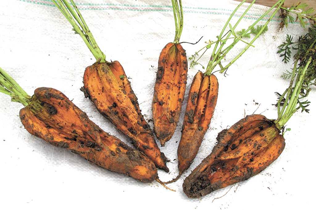 Выращиваем крупную морковь – учитывайте, что росло до моркови на этом участке и следуйте рекомендациям